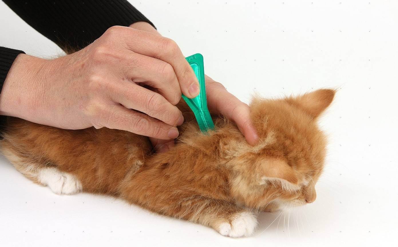 Как избавить котенка от блох