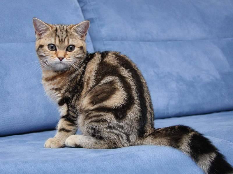 Британские полосатые кошки: как выглядят, как содержать и назвать?