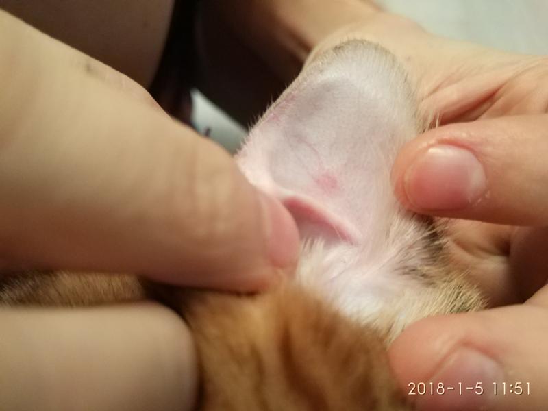 Болячки на ушах у кошки: симптомы заболеваний, методы диагностики и лечения, профилактика + причины появления корочек