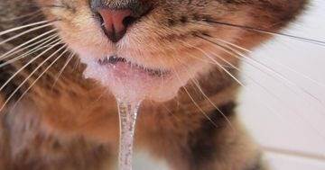 Почему у кошки текут слюни изо рта?