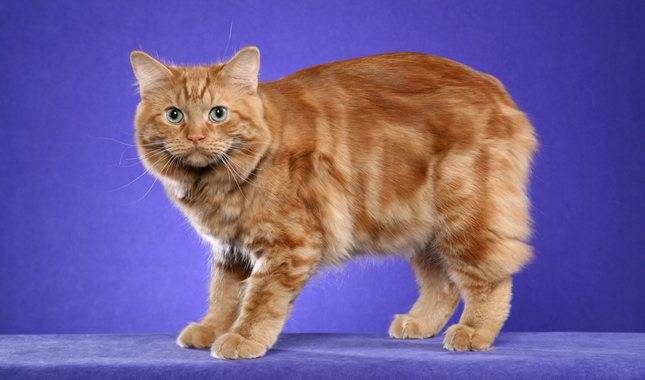 Кимрик (уэльская кошка) - описание породы и характер кошки