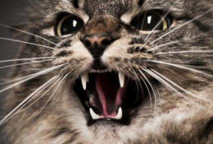 Агрессия у кошек, агрессивная кошка, виды агрессии, фото, агрессивное поведение кошки