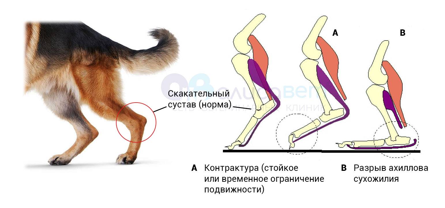 Переломы костей у собак - симптомы и лечение переломов лап, ног, таза, хвоста, челюсти и бедра