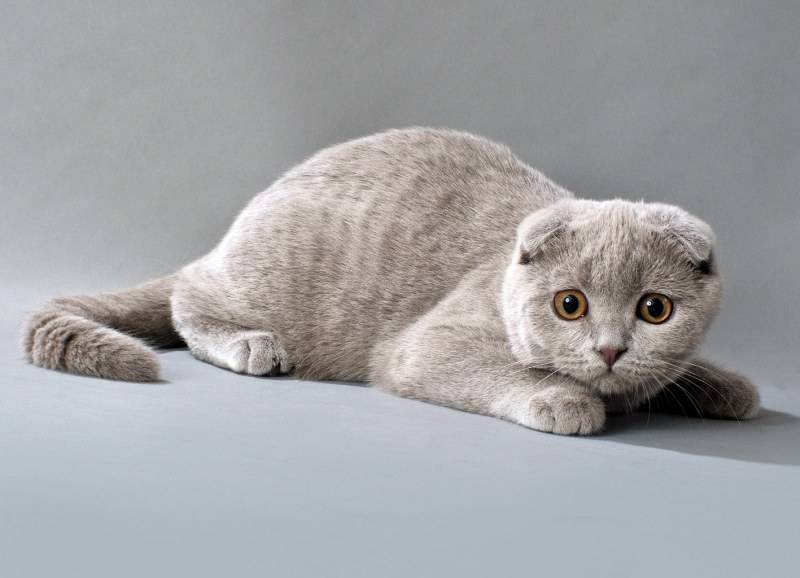 Британские коты: чем кормить кошек британцев — lapy-i-hvost