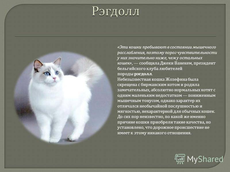 Кошки рэгдолл: характер и описание породы