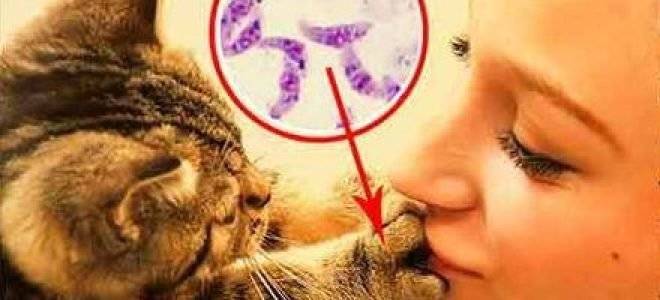 Болезнь от кошек токсоплазмоз