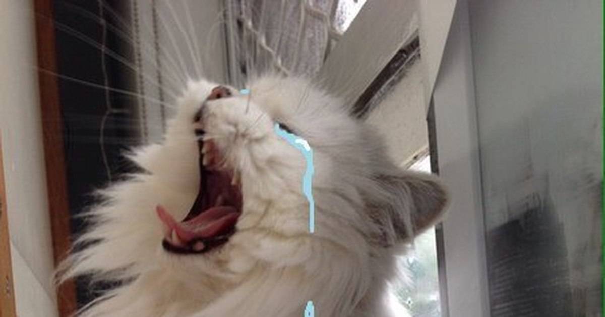 Могут ли кошки плакать со слезами — кот плачущий