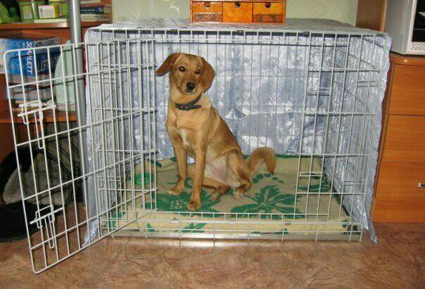 Описание мягких и металлических клеток для собаки для содержания в квартире