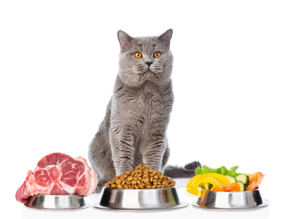 Какой сухой корм для кошек самый лучший по мнению ветеринаров