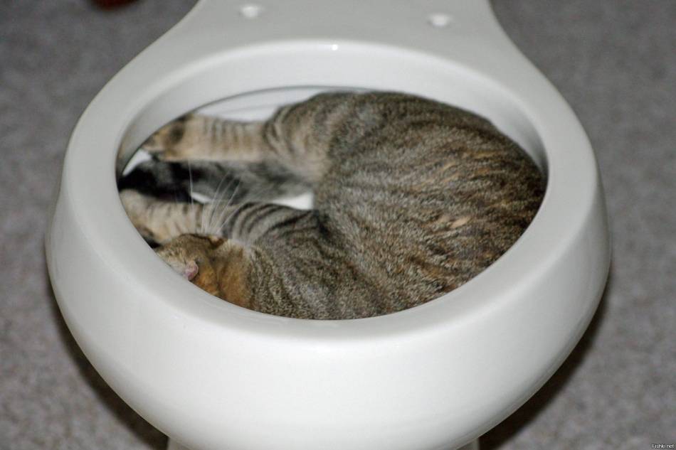 Почему кошка не может сходить в туалет по-маленькому и что делать?