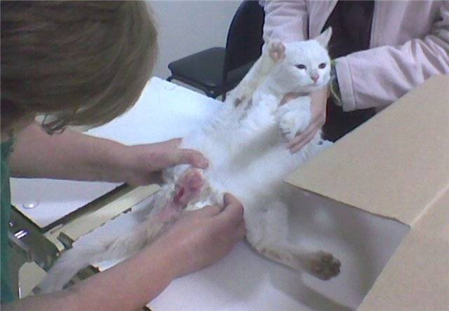 Переломы у кошек: признаки, первая помощь и лечение