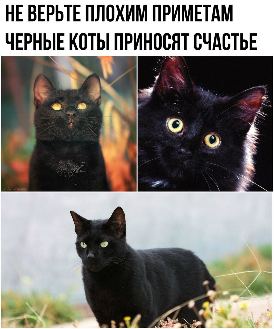Черный кот: приметы и суеверия, можно ли заводить дома, что будет, если перебежал дорогу