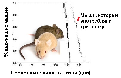Мыши сколько живут в природу и в доме, мыши-долгожители