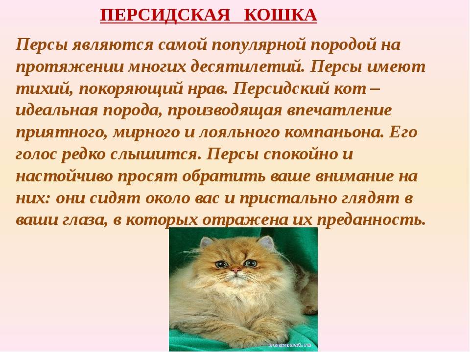Персидская кошка: фото, описание породы, характер, вязка, цена