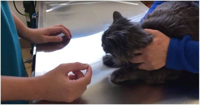 Как правильно дать кошке лекарство из шприца. простые и полезные советы, как дать коту таблетку. наиболее эффективные способы дать коту таблетку