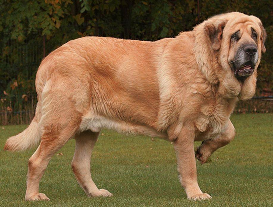 Самая тяжелая собака в мире - топ-10 пород с описанием и фото