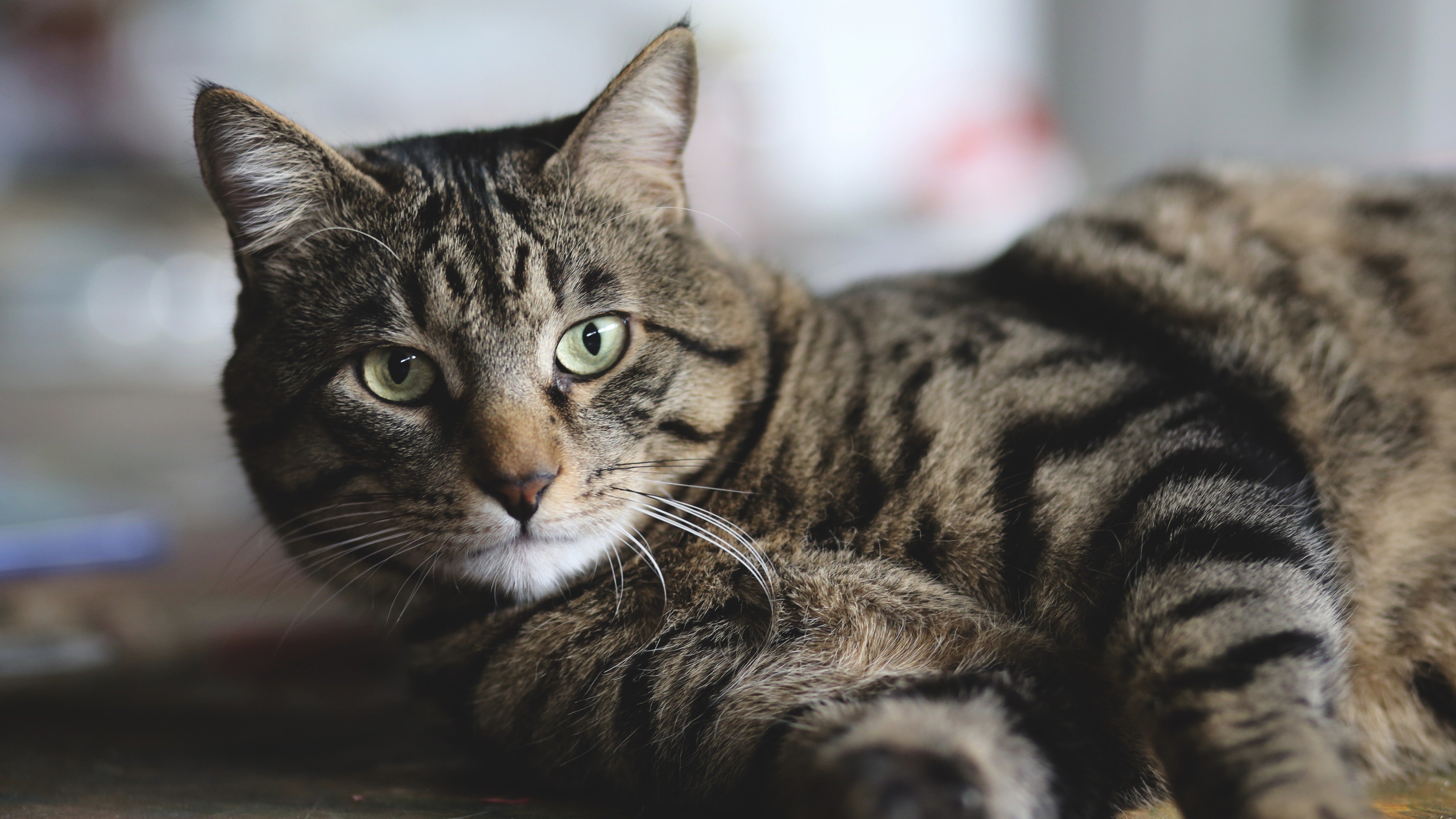 Полосатые породы кошек с фотографиями и названиями — котенок серый в полоску фото