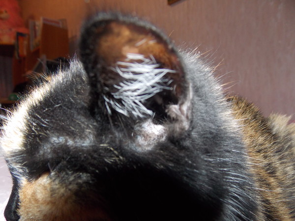 Кот расчесывает ухо: причины и методы борьбы