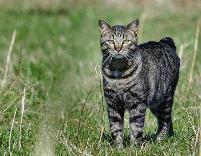 Можно ли домашних кошек выпускать свободно гулять на дачах