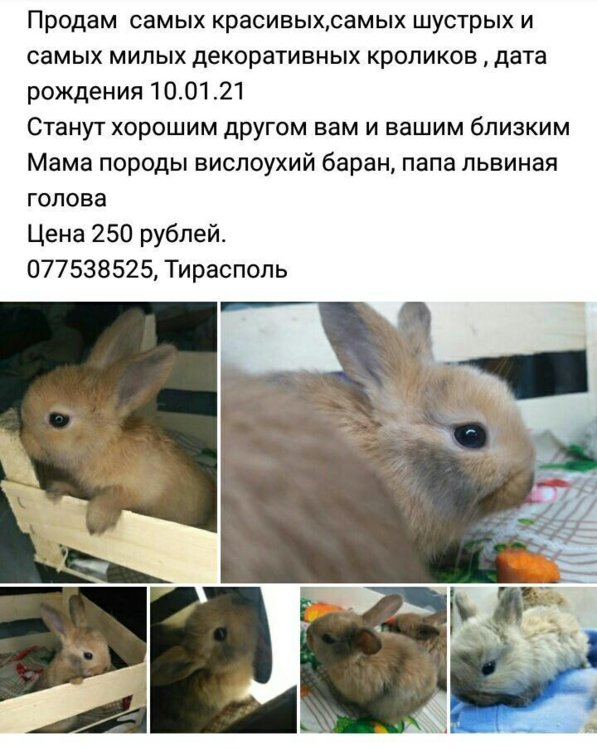 ᐉ породы и виды декоративных кроликов - zooon.ru