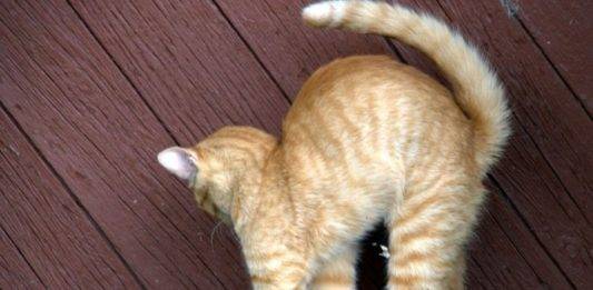 Кот метит в доме (квартире): как отучить, что делать, если кастрированный кот ставит метки, как избавиться от запаха