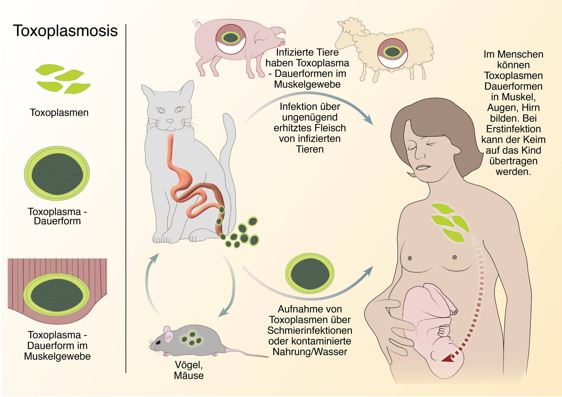 Как передается токсоплазмоз от кошки к человеку? – медицинский портал parazit.expert