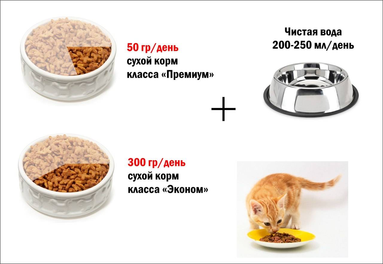 Сколько раз в день кормить взрослую кошку и котенка, нормы, таблица, советы ветеринаров