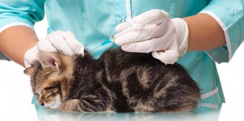 Необходимость прививок для котят: нужно ли, можно и когда?