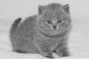 Окрасы шотландских прямоухих кошек (29 фото): черные и рыжие, серые и белые прямоухие коты, мраморные и дымчатые, голубые и полосатые скоттиш-страйты