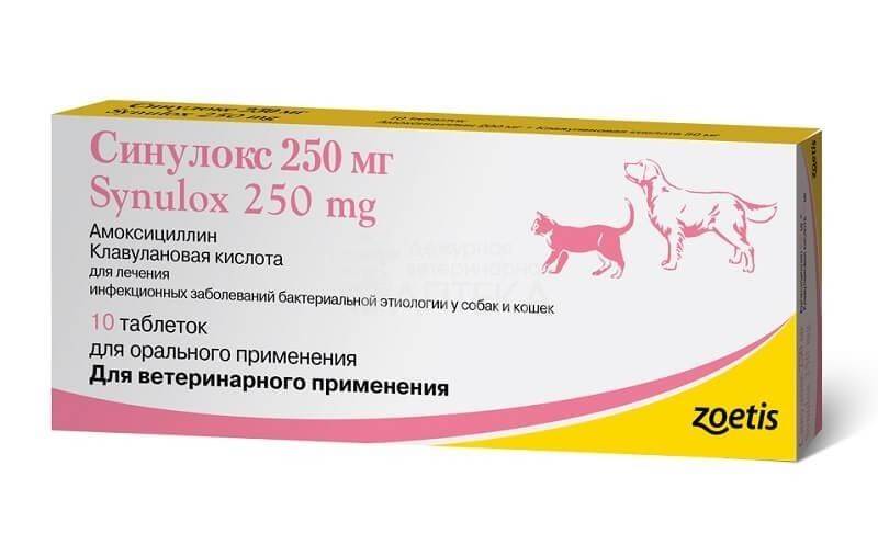 Синулокс: мощный антибиотик для здоровья кошек