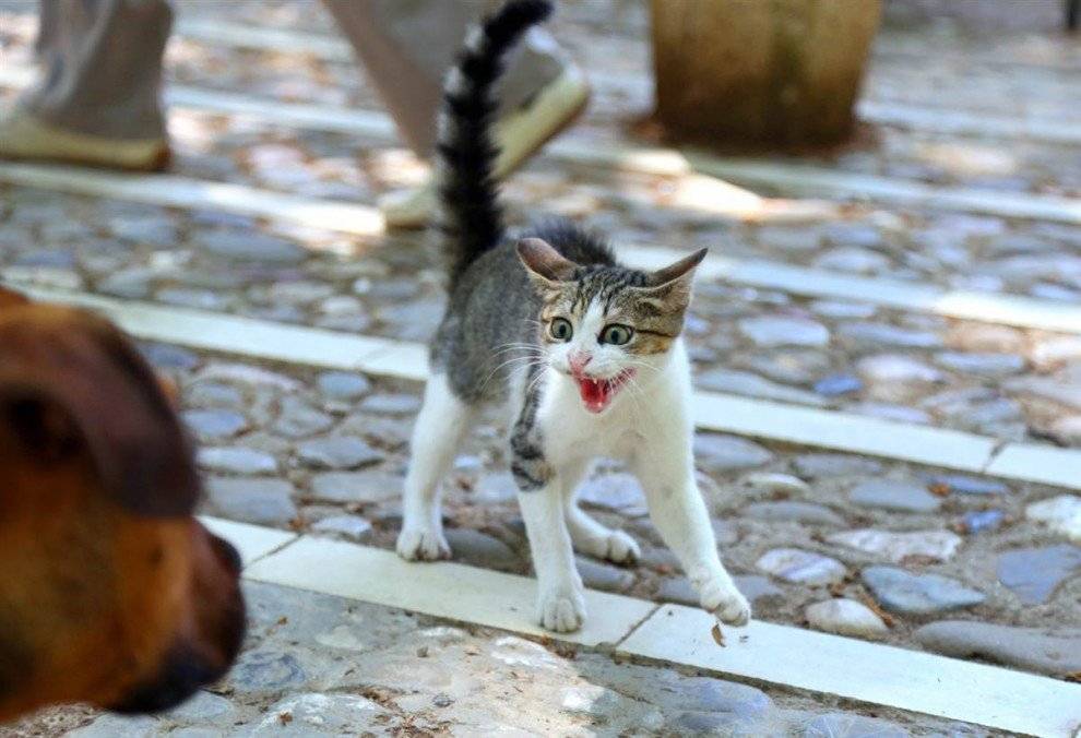 Почему кошка боится чужих людей
