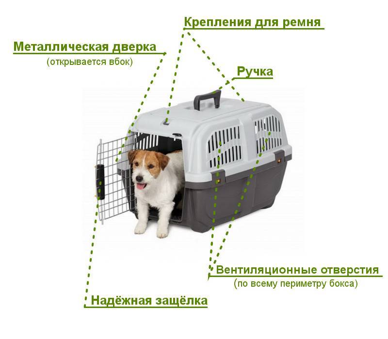 В отпуск с собакой: как перевозить домашнее животное в самолете и других видах транспорта