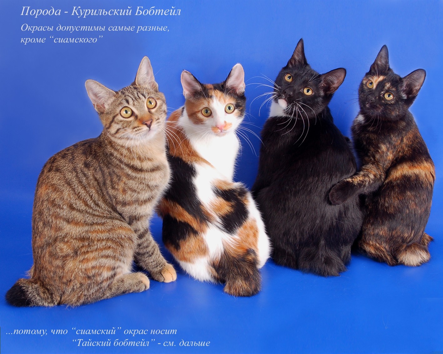 фото кошек и их названия