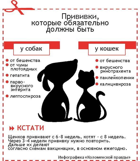 Сколько дней котенку. Стадии развития котенка по неделям. Этапы развития котенка по неделям. Развитие котят по дням. Развитие котят по неделям.