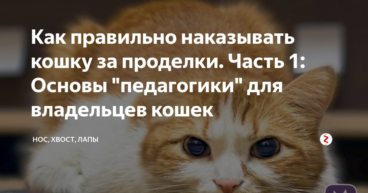 5 способов наказать кошку, не испортив с ней отношения - gafki.ru