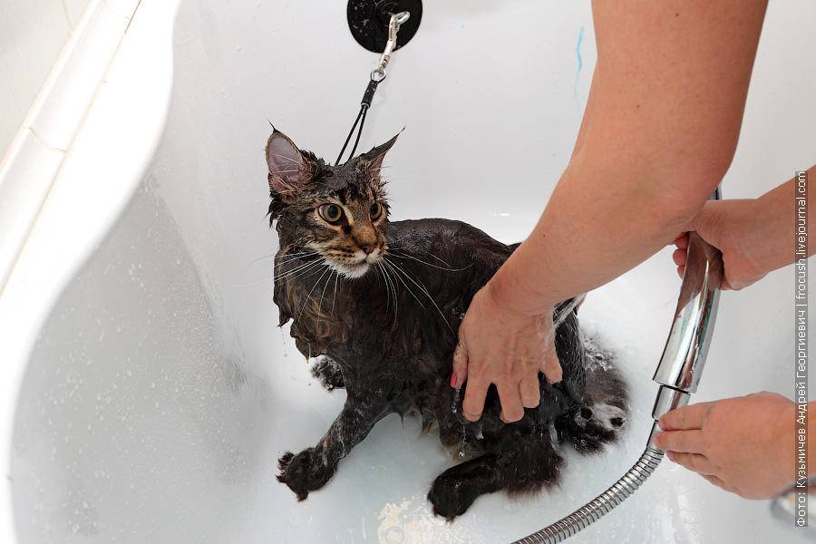 Как помыть кошку правильно и что нужно знать о их гигиене