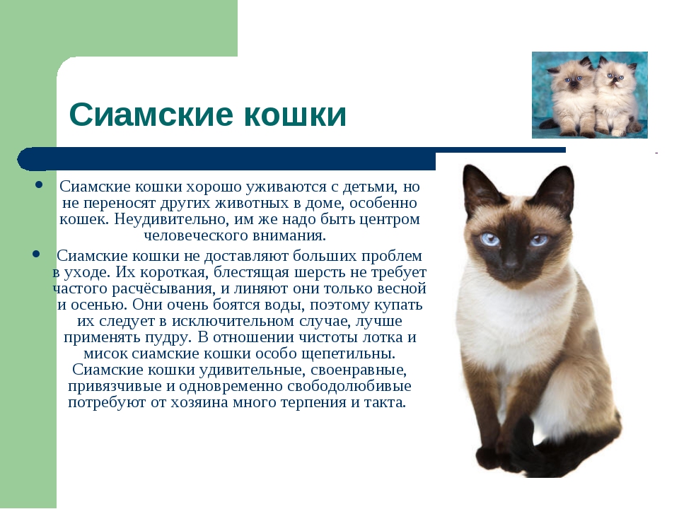 Невская маскарадная кошка описание породы и характера