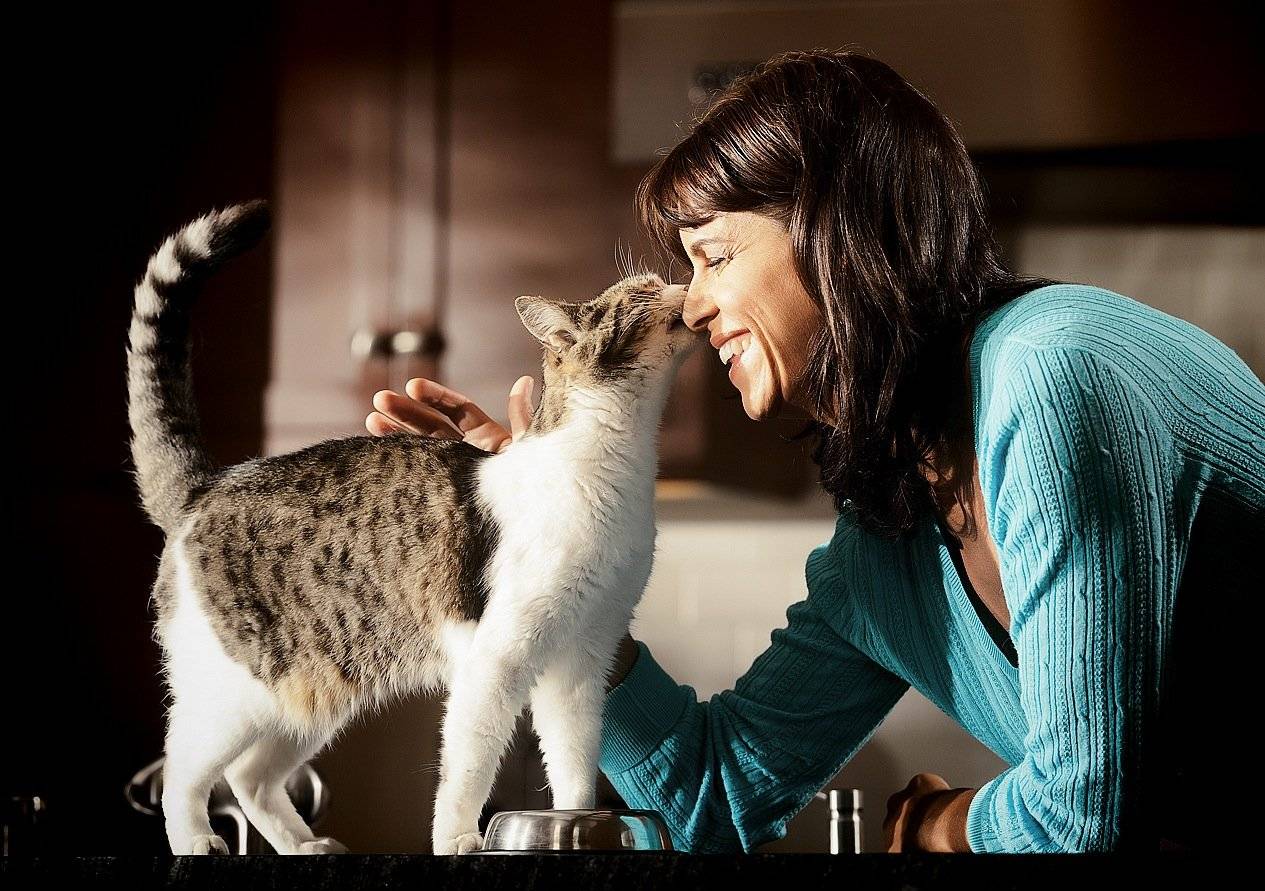 Как кошки проявляют любовь к хозяину
