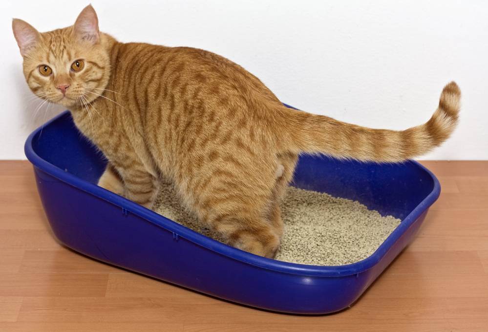 Какой наполнитель кошачьего туалета выбрать для котенка, что лучше использовать?
