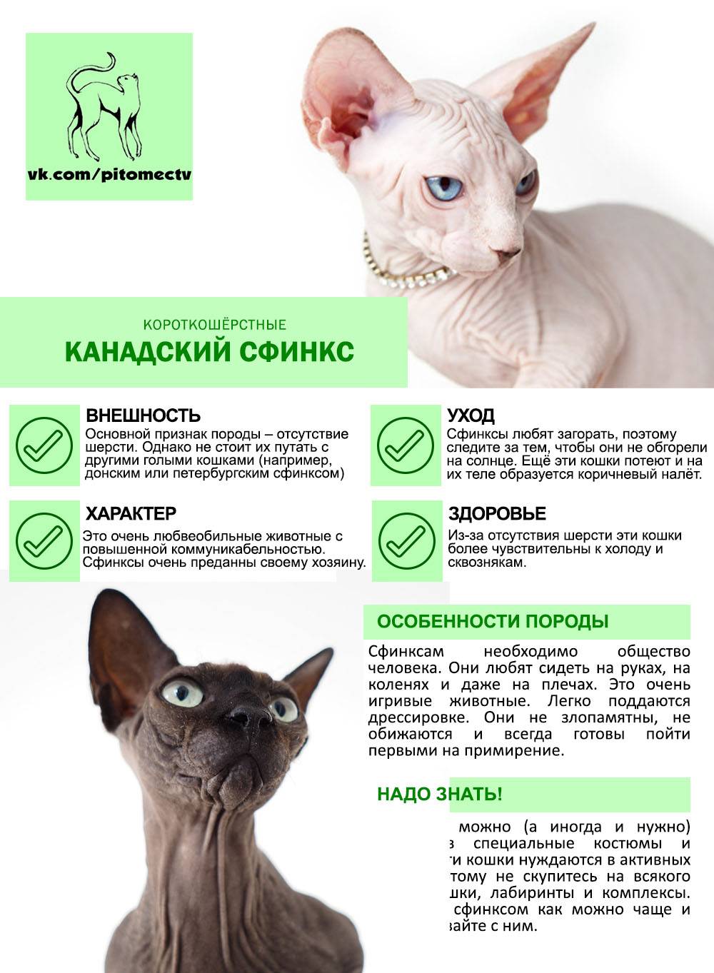 Рэгдолл: порода кошек с интересным окрасом, описание и фото, характер и сколько живут, стоимость котят и цена взрослых котов