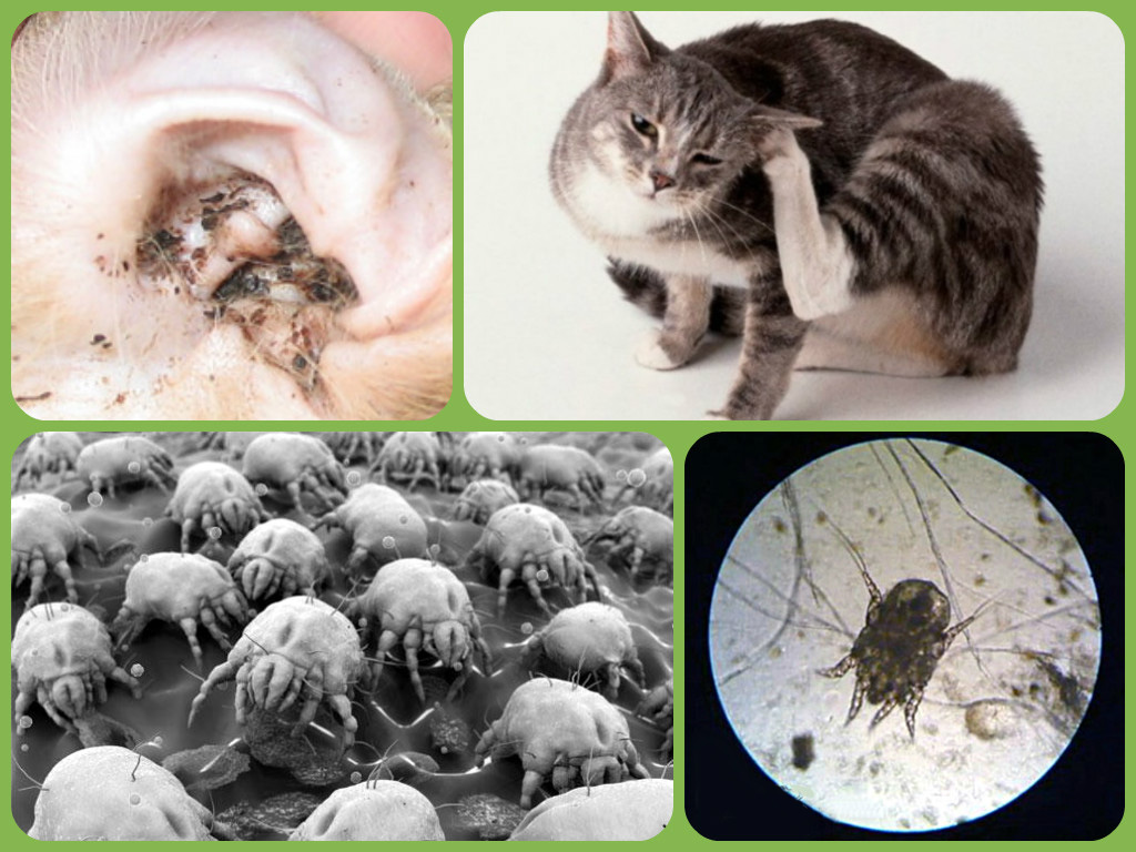 Ушной клещ (отодектоз) у кошек и котов: симптомы, фото, лечение котят и взрослых животных в домашних условиях каплями и другими средствами