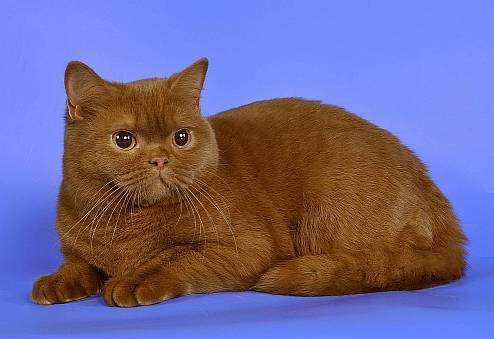 Купить британского котенка. питомник британских кошек в краснодаре bastet-a-tet