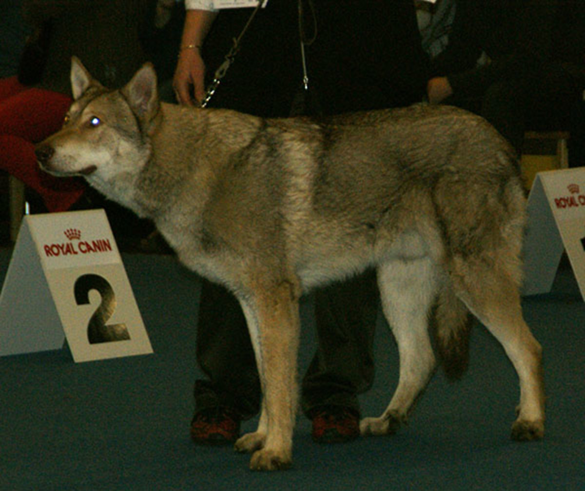 Порода собак волчья собака сарлоса: фото, видео, описание породы и характер