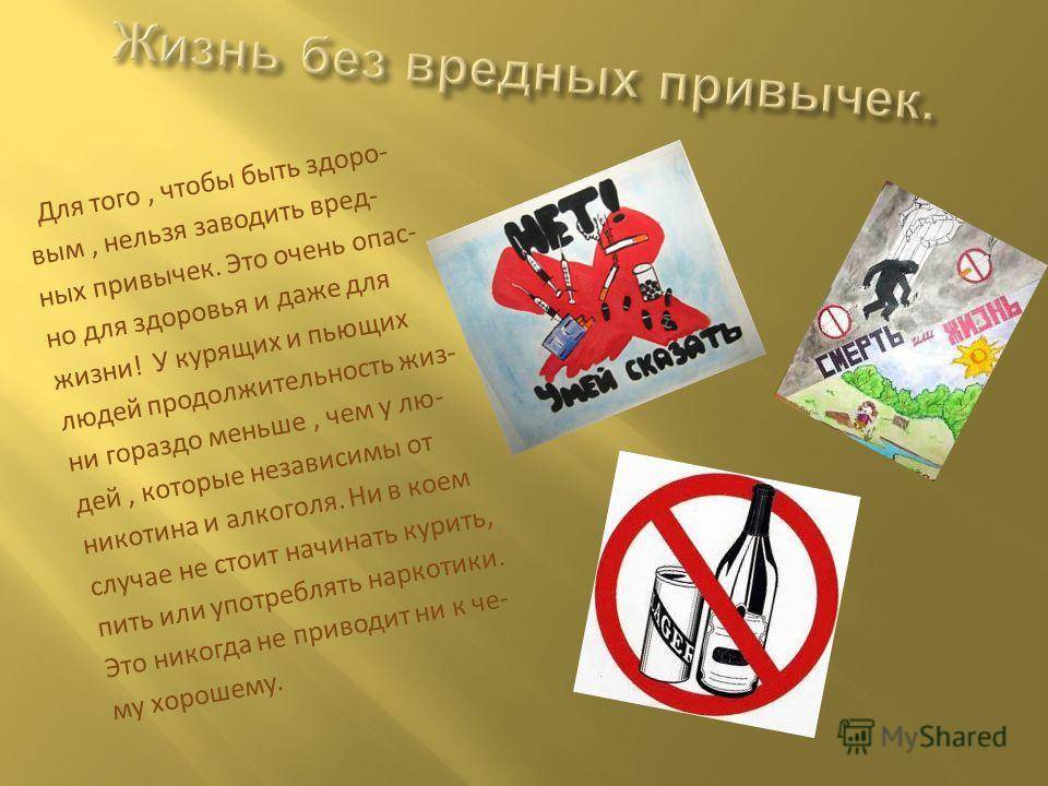 Ядовитые растения для кошек: комнатные, уличные, симптомы отравления