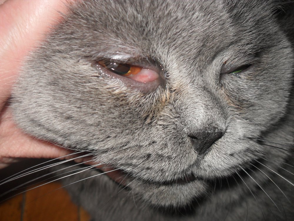 Почему у кошки слезятся глаза: чем лечить, шотландская вислоухая и прямоухая, текут слюни, от корма, в темноте