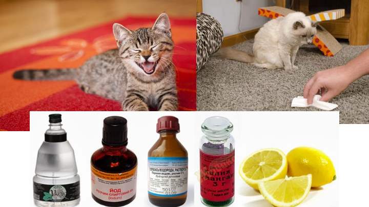 Запах кошачьей мочи на ковре: как избавиться разными способами