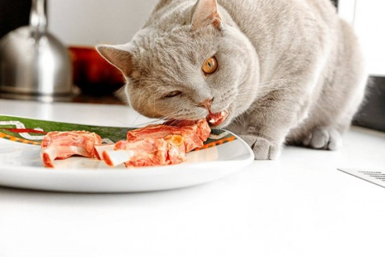 Лучший корм для британских кошек: чем кормить британца в домашних условиях