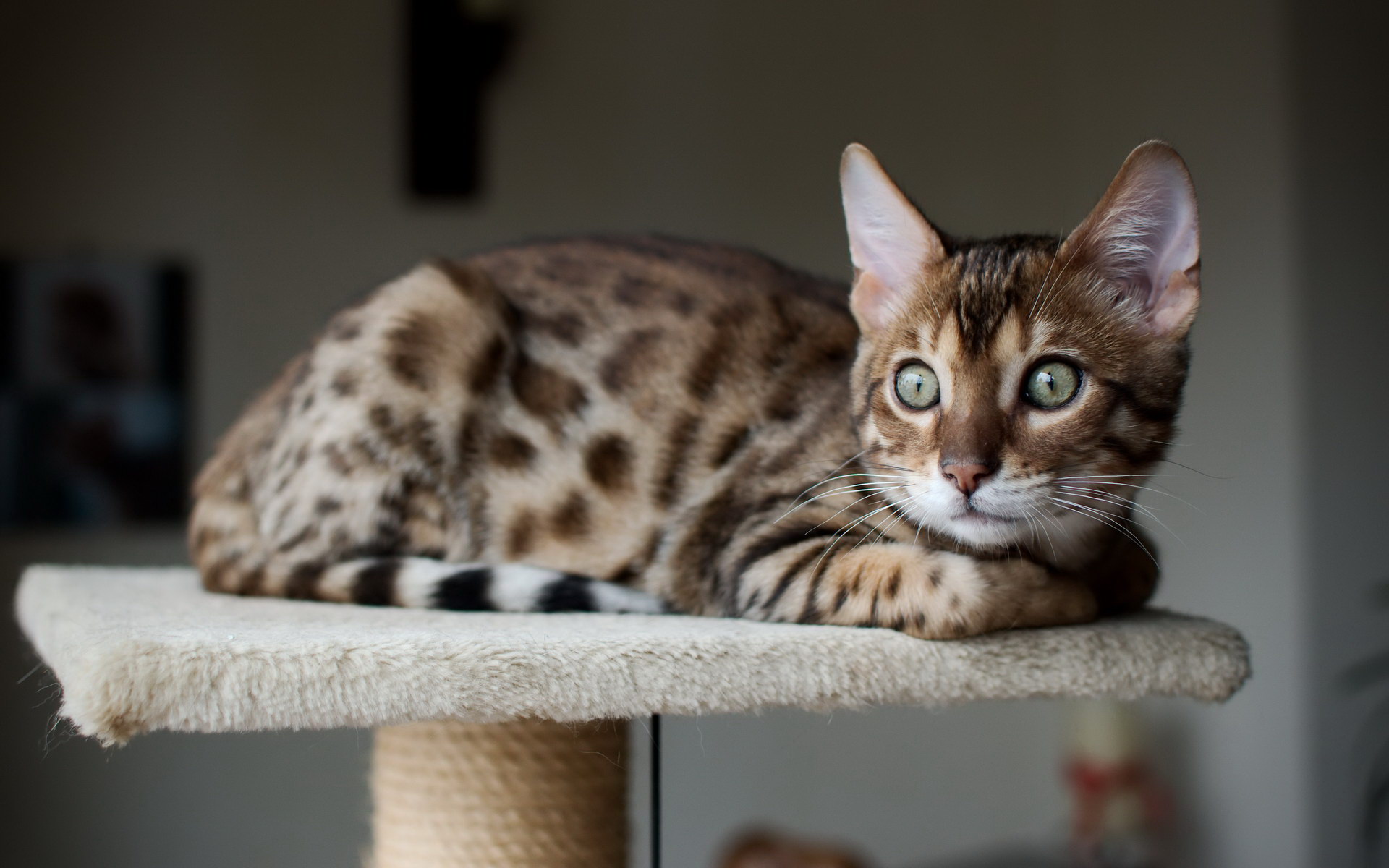 Леопардовая кошка - фото, описание породы
