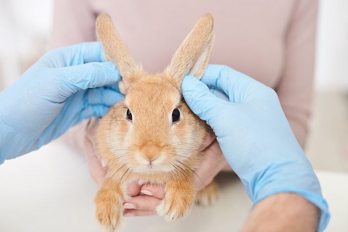 Каким болезням подвержены уши у кролика: причины болячек и чесания