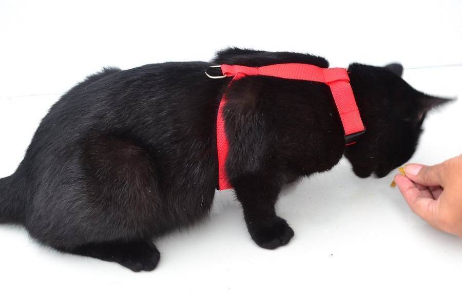 Как приучить кота к шлейке: правила выбора аксессуара и приучения питомца к нему